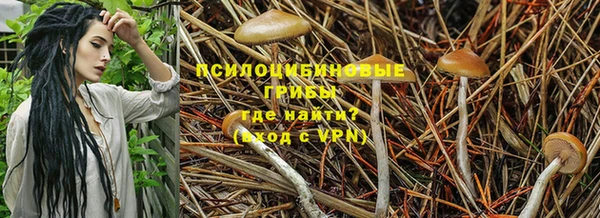 прущие грибы Алзамай