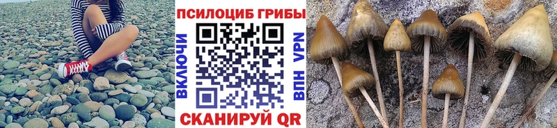 цены   Чайковский  Галлюциногенные грибы GOLDEN TEACHER 
